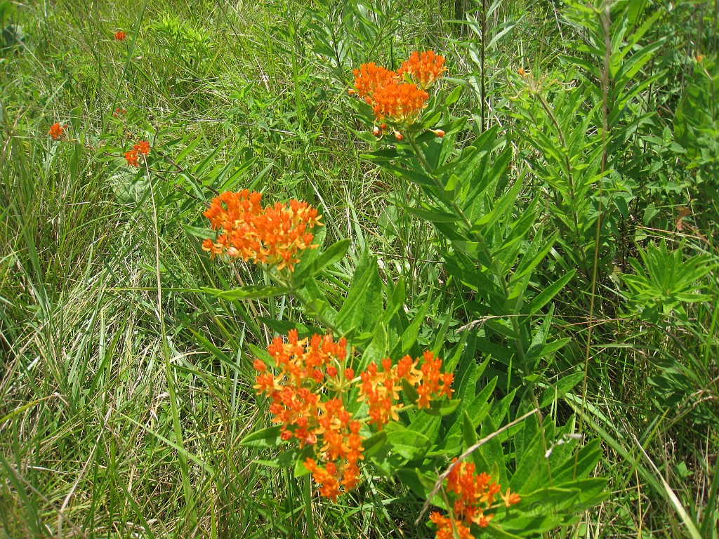 Matthaei Botanical Gardens 2010 0050.jpg - Lots of flowers blooming around the park, especially in the open areas at the entrance.